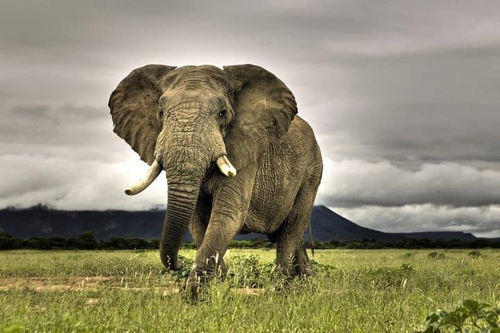 4-Day Cape Town Adventure: Table Mountain, Robben Island, Winelands & Safari photo 4