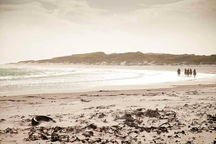 Walker Bay Beach Ride: De Kelders Whale-Watching Horseback Experience photo 3