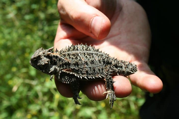 Hike Xitle Volcano and Explore Volcanic Caves in Mexico City photo 3