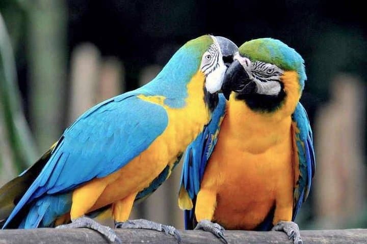 4-Day Tambopata Amazon Lodge: Macaws, Clay Licks & Lake Sandoval Wildlife