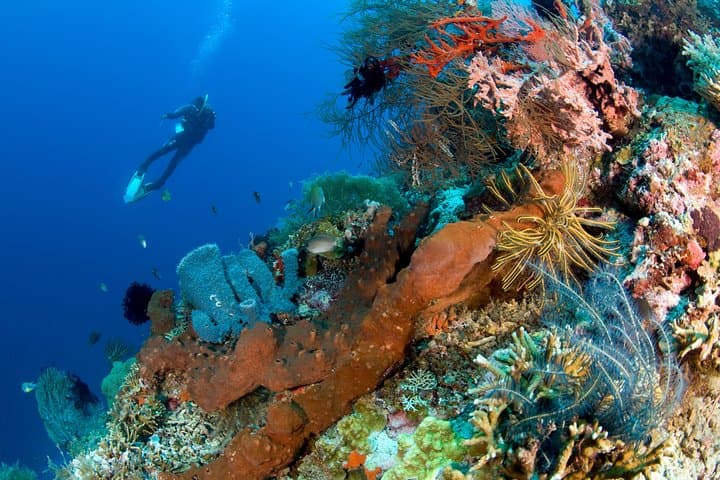 Discover Scuba Diving at Pemuteran's Biorock Reef: Shore Dive Experience photo 3