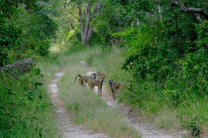 Arabuko Sokoke Day Trip: Coastal Kenya Endemic Forest Walks photo 4