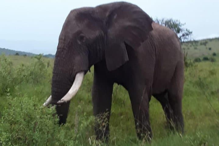 Explore Nairobi’s Wild Heart: A Day Trip Through Nature, Culture, and History photo 4