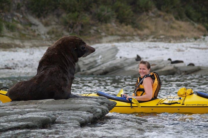 Sunset Kayaking Along Kaikoura Peninsula — Seal‑Guaranteed Evening Paddle photo 4