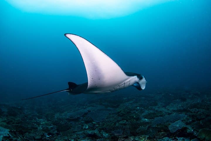 Three-Dive Nusa Penida Day: Manta Point, Crystal Bay & SD Drift