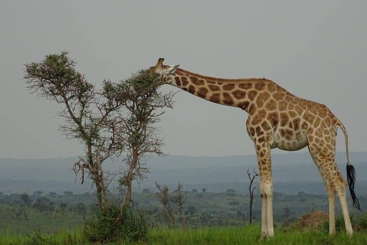 12-Day Wildlife and Gorilla Trekking Safari in Uganda