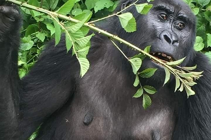12-Day Wildlife and Gorilla Trekking Safari in Uganda photo 4