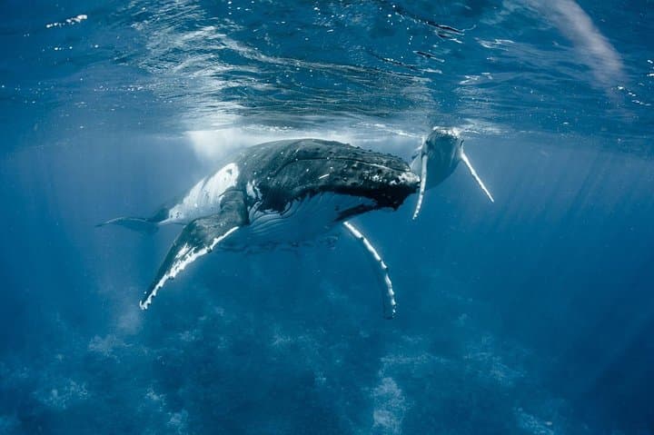 Bora Bora Private Whale-Watching and Snorkel Tour