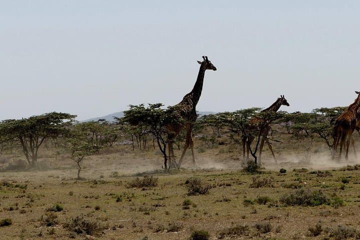 Nairobi Giraffe Centre Visit: Feeding, Photography & Practical Tips photo 6