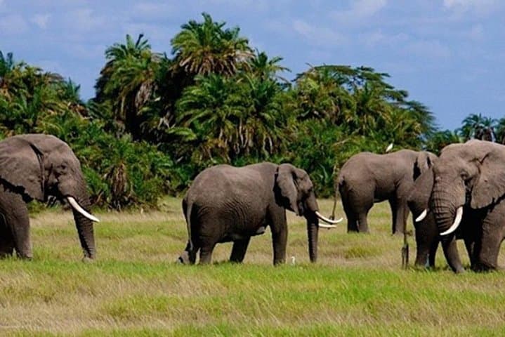 3-Day Masai Mara Lodge Safari: Game Drives, Hippo Pool & Maasai Village photo 4