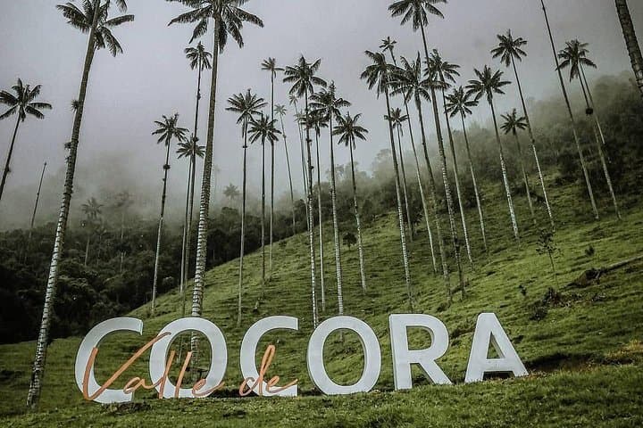 Cocora Valley Hummingbird Circuit: 12 km Cloud-Forest Hike from Salento photo 4