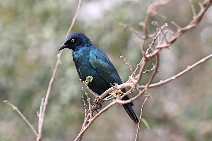 5-Day Private Kruger Safari & Panorama Route — Big Five, Blyde River Canyon, Conservation photo 4