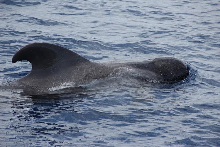 Madeira Catamaran Whale & Dolphin Watching from Funchal — 3-Hour Wildlife Cruise photo 5