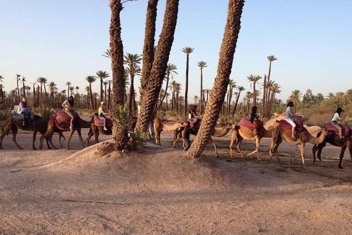 Majorelle Garden & Palmeraie Camel Ride: Half-Day Marrakech Experience