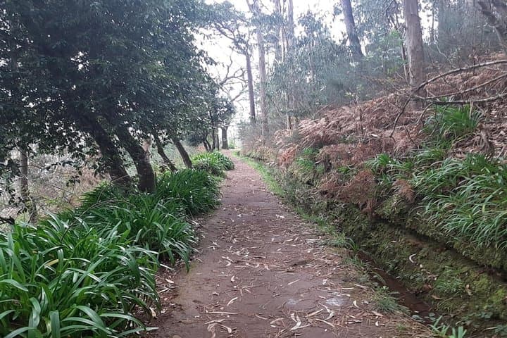 Levada da Serra do Faial Walk: Private Guided Levada Hike from Camacha