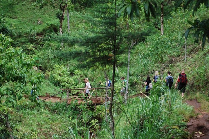 Arusha Coffee Tour & Waterfall Hike: Tengeru Farm Experience photo 5