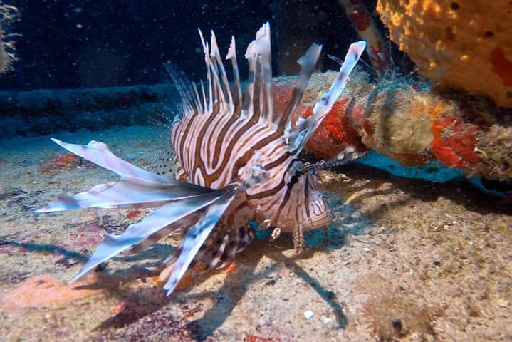 3-Day Dive Package: Riviera Maya Reefs, Cozumel & Cenotes photo 4