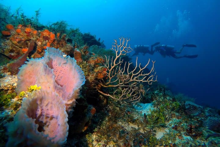 PADI Open Water Diver Course in Playa del Carmen: 3-Day Certification with Underwater Video photo 6