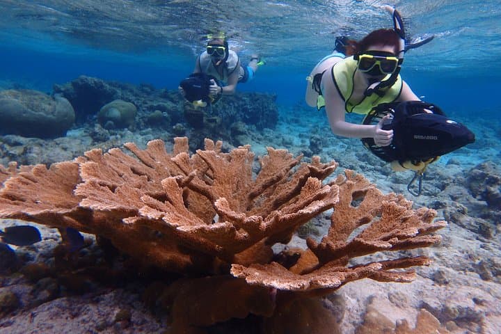 Sea Scooter Snorkel at Mangel Halto Beach, Aruba — Solar-Powered Reef Tours photo 1