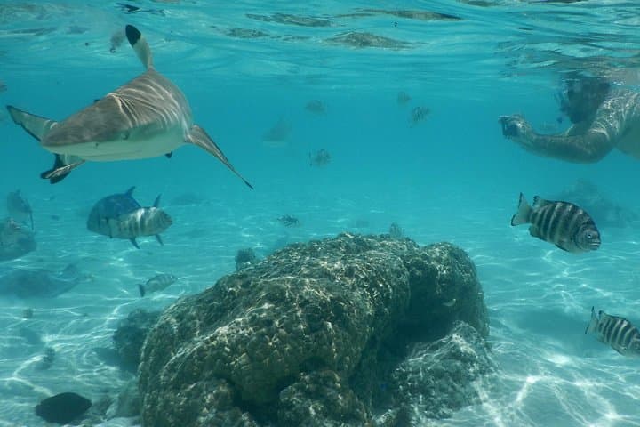 Half-Day Moorea Lagoon Boat Tour — Snorkel with Turtles, Rays & Sharks photo 4