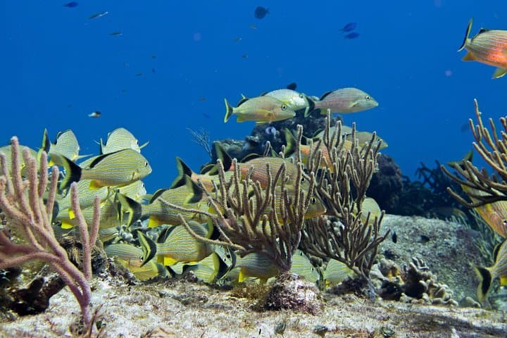 Try Dive Cozumel Island: Beginner Scuba Adventure on the Mesoamerican Reef