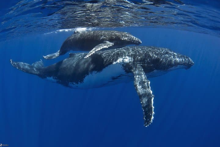 Swim with Humpback Whales — Half-Day Tour in Mo'orea