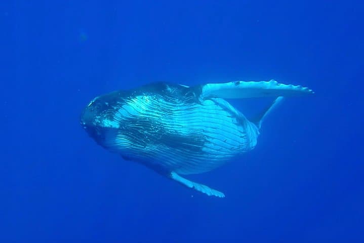 Swim with Humpback Whales — Half-Day Tour in Mo'orea photo 2