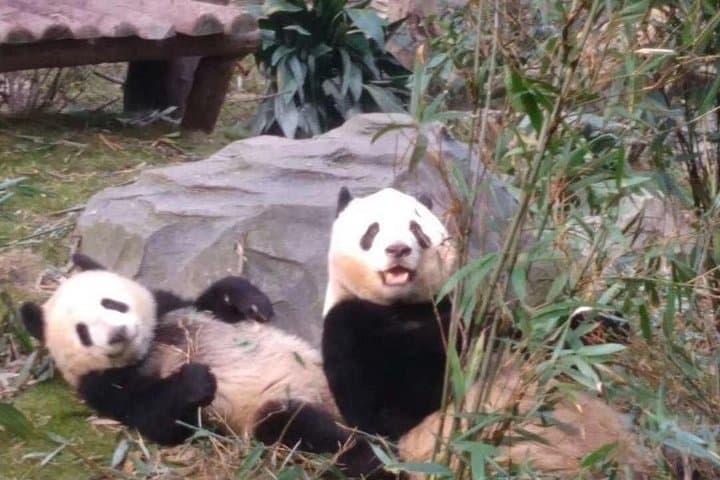 Shanghai to Chengdu Private Panda Base Day Tour with Round-Trip Flight photo 3
