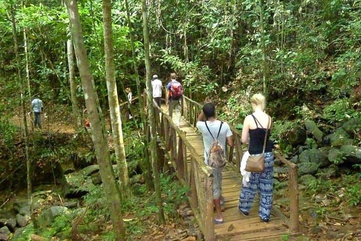Kanneliya Rain Forest Day Trip from Colombo: Walk Sri Lanka's Ancient Canopy photo 2