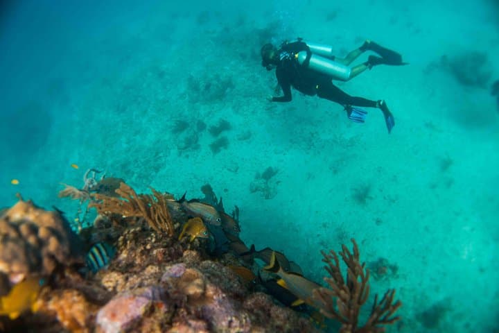 Local Dive in Playa del Carmen: Two-Tank Reef Dive with Conservation Focus photo 6