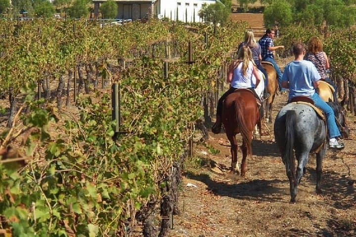 Horseback Riding Through Tuscan Vineyards with Wine Tasting near San Gimignano photo 3