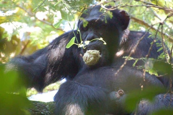 2-Day Nyungwe Chimpanzee Tracking & Canopy Walk Adventure photo 2