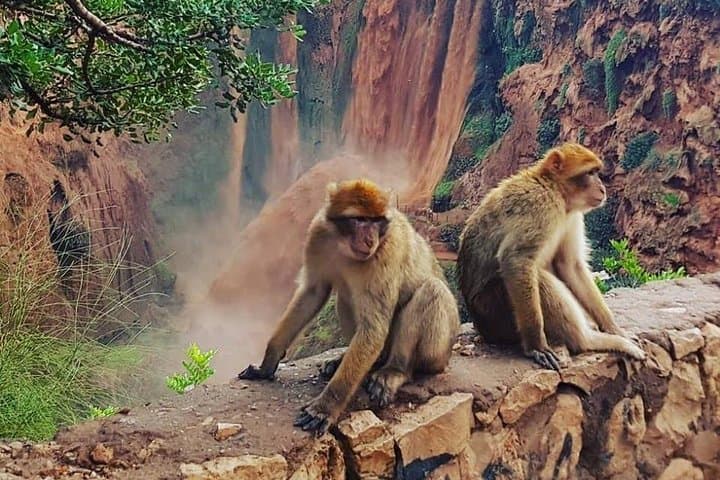 Ouzoud Waterfalls Day Trip from Marrakech — 110m Falls, Monkeys & River Pools photo 3