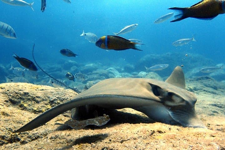 Discover Scuba Diving in Tenerife: Beginner-Friendly Half-Day Sea Dives
