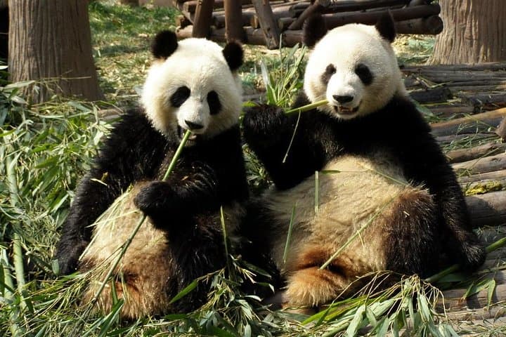 Chengdu Pandas, Leshan Giant Buddha & Mount Emei 2-Day Tour photo 6