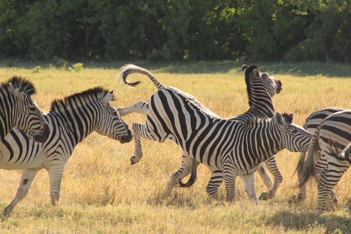 4-Day Mobile Tented Camping Safari in Savute and Chobe Riverfront