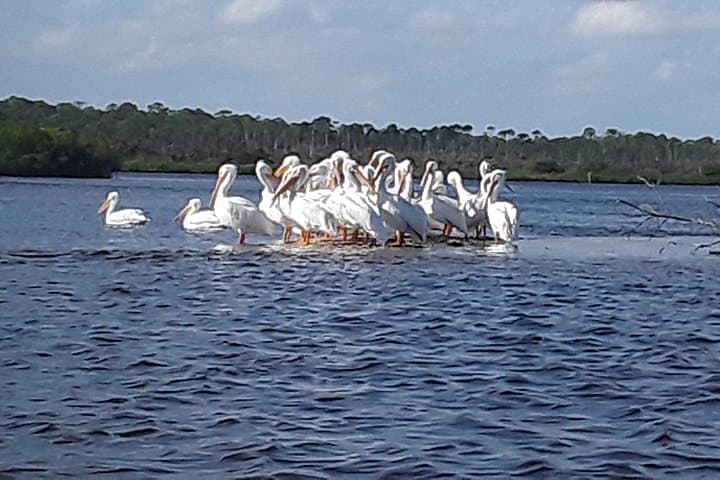Eco Kayak Tour in New Smyrna Beach: Manatees, Dolphins & Mangrove Trails photo 4
