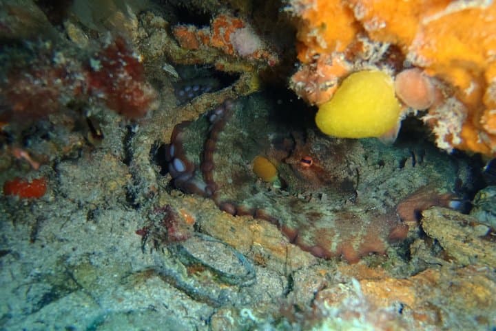 Octopus Rock Exploration: Djerba Certified Diver Adventure