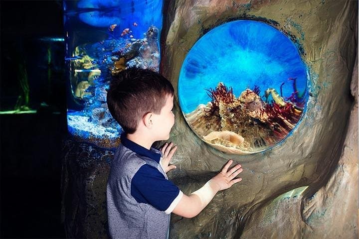 SEA LIFE Blackpool: Explore Sharks, Rays & Seahorses on the Promenade photo 5