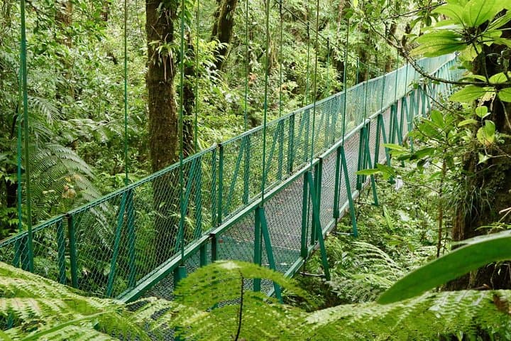 Selvatura Park Hanging Bridges: Monteverde Cloud Forest Canopy Walk photo 4