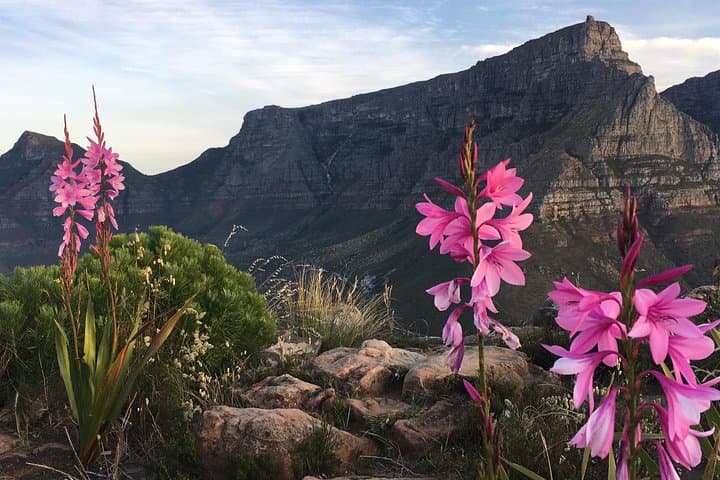 Lion's Head Sunset Hike: Cape Town's Twilight Summit photo 3