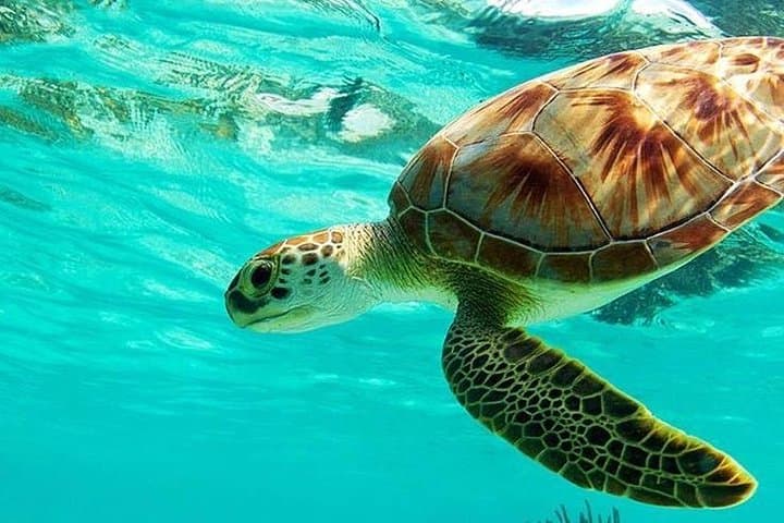 Dive into Adventure: Blue Lagoon Snorkeling & Bali Swing Combo photo 3