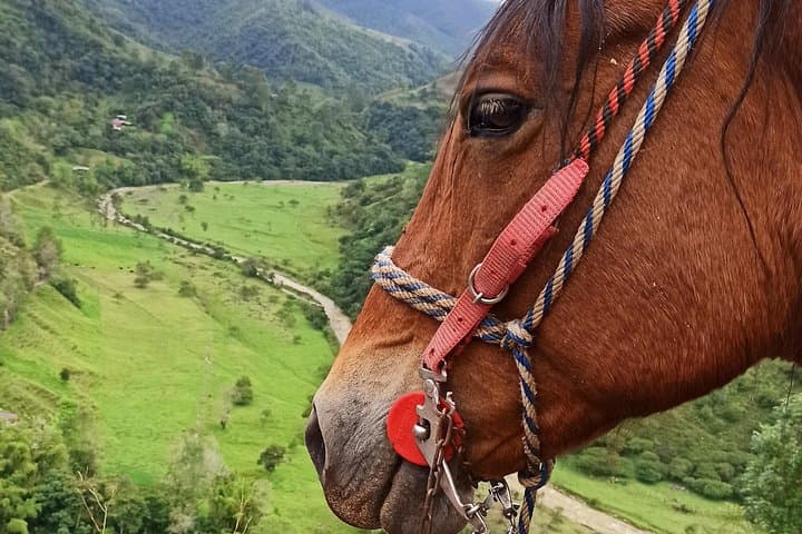 Horseback Coffee & Viewpoints at Las Acacias — Salento Farm Tour photo 2