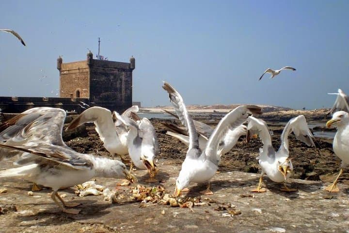 Essaouira in Two Days: Private Coastal Tour from Marrakech photo 6