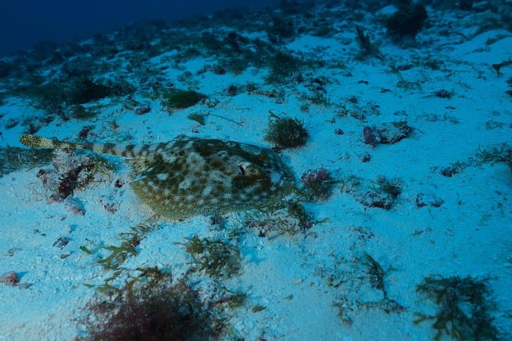 Cozumel Two‑Dive Tour: World‑Class Wall Diving from Playa del Carmen photo 2