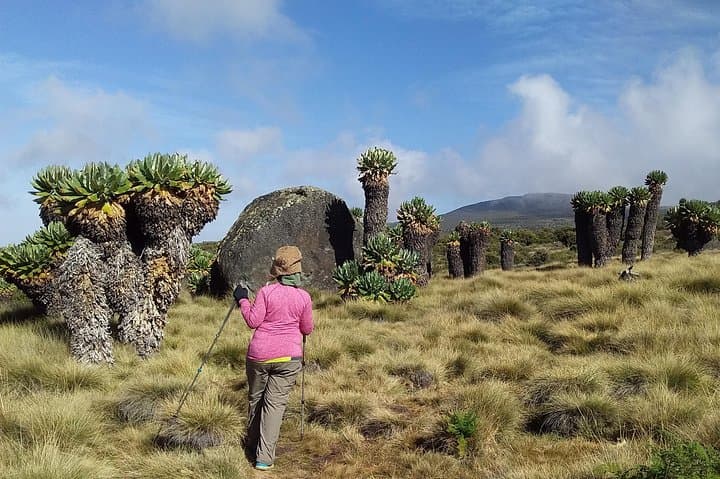 Conquer Kilimanjaro in 5 Days: Marangu Route Guide photo 5