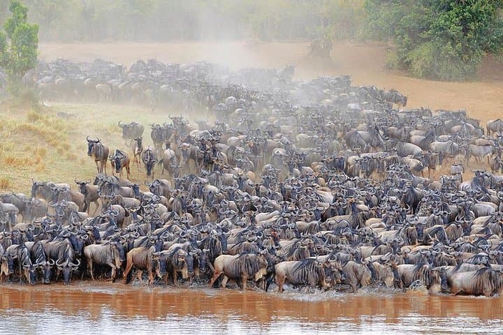 11-Day Private Tanzania Great Migration Safari from Entebbe photo 2