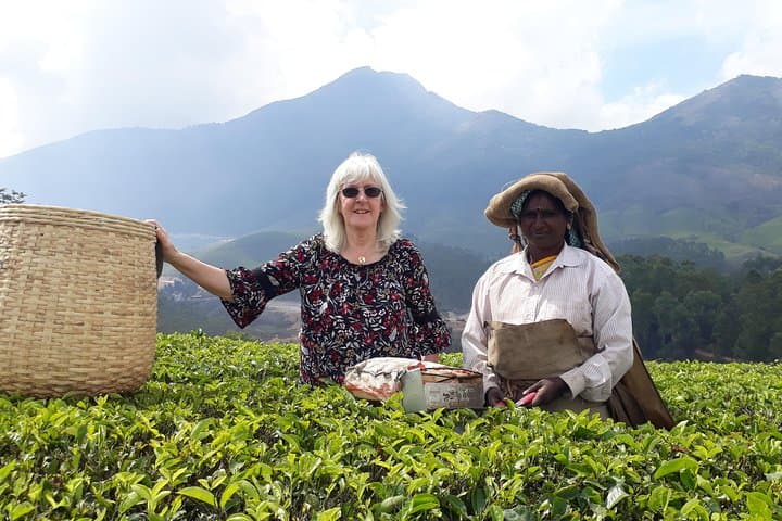 Munnar Tea Cultivation Programme: Guided Tea Farm Experience in the Western Ghats photo 5
