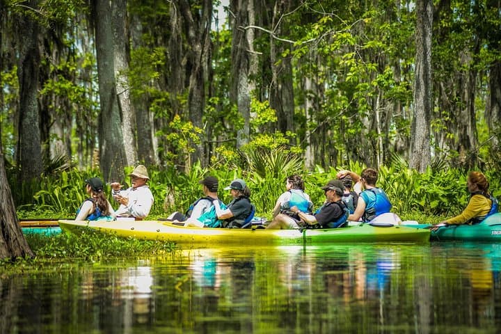 Explore the Manchac Swamp: Small-Group Kayak Adventure with Local Insight photo 6