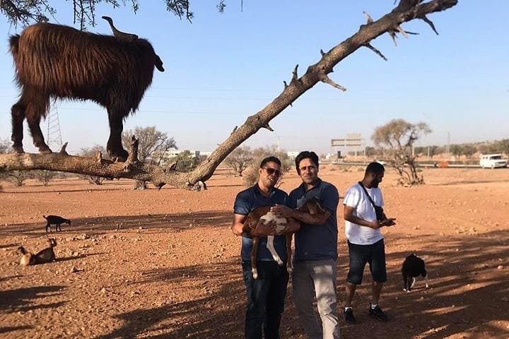 Agadir Tree-Climbing Goats: See Argan Trees & Local Goat Herds photo 6